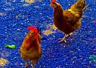 chickens