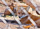fox3