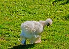 fuzzychicken