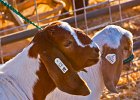 goats