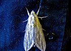 moth