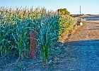 corn