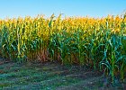 corn2