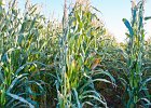 corn 1