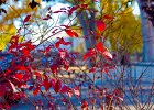 fall-leaves
