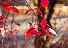 fall-leaves2a
