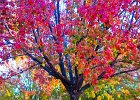 fall2