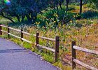 fence