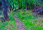 foresttrail