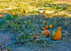 punkins