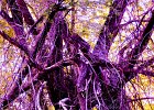 purpletree