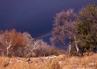 rainbow1
