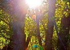 suntrees
