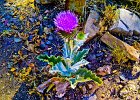 thistle2