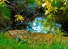 tinyleaves