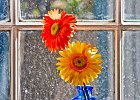 daisies1b