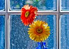 daisies1c