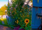 sunflower-garden