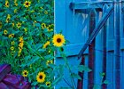 sunflower-garden4 1
