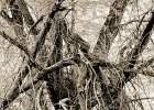darktree
